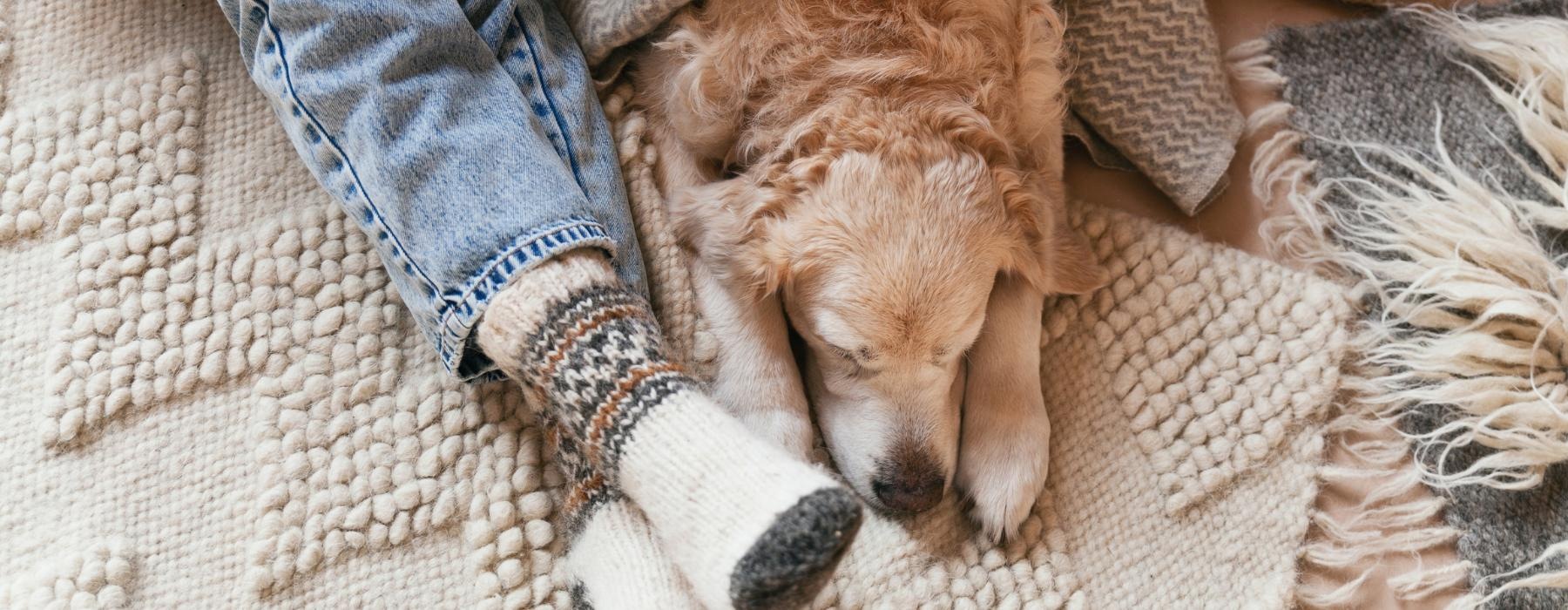 a dog lying on a blanket