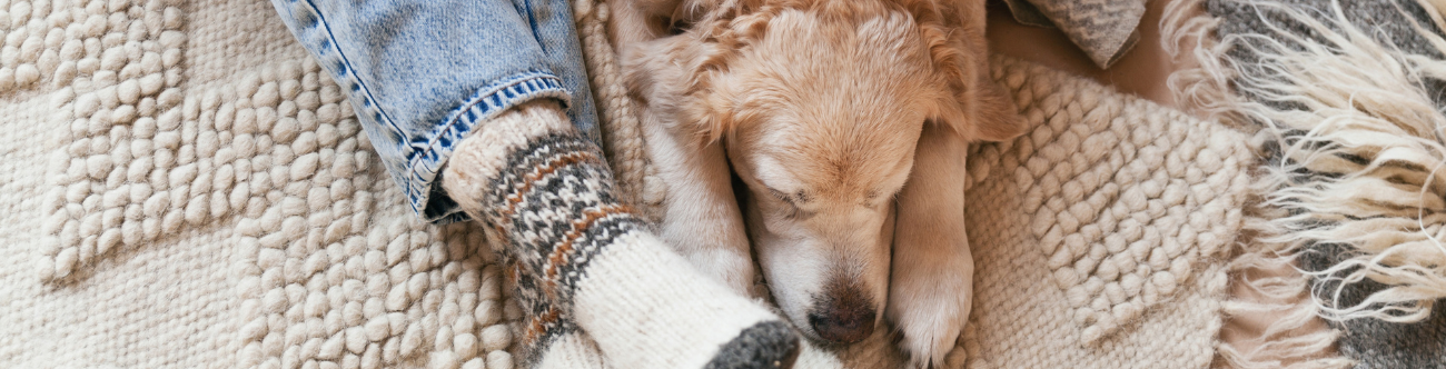 dog face and woman's feet in cozy socks